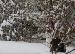 A cat in the snow