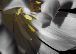 Tulip